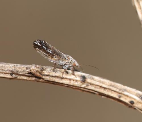 Réf. 333 794 : Livilla pyrenaea
